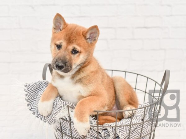 Shiba Inu-DOG-Male-Sesame-34144-Petland Novi, Michigan