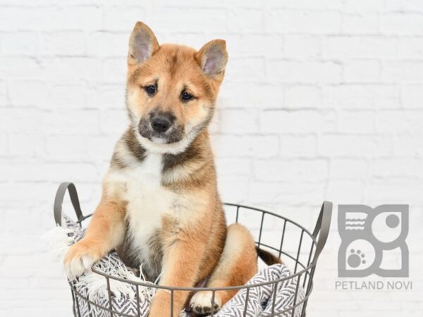 Shiba Inu-DOG-Female-Sesame-34145-Petland Novi, Michigan