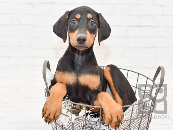 Doberman Pinscher DOG Female Blk/Tan 34146 Petland Novi, Michigan