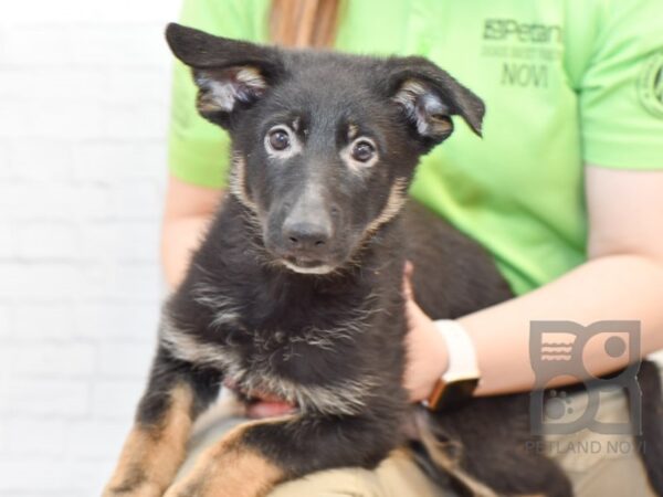 German Shepherd DOG Male Blk/Tan 34147 Petland Novi, Michigan