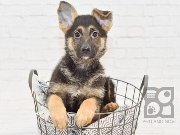 German Shepherd DOG Female Blk/Tan 34148 Petland Novi, Michigan