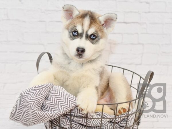 Siberian Husky-DOG-Male-Gray & White-34149-Petland Novi, Michigan