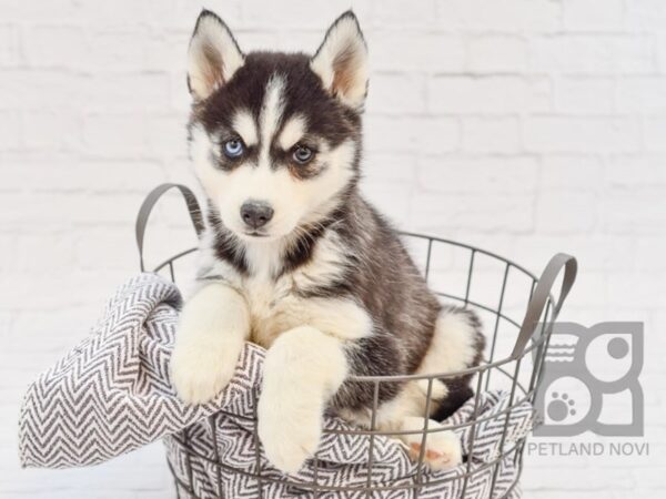 Siberian Husky DOG Female Black and White 34150 Petland Novi, Michigan