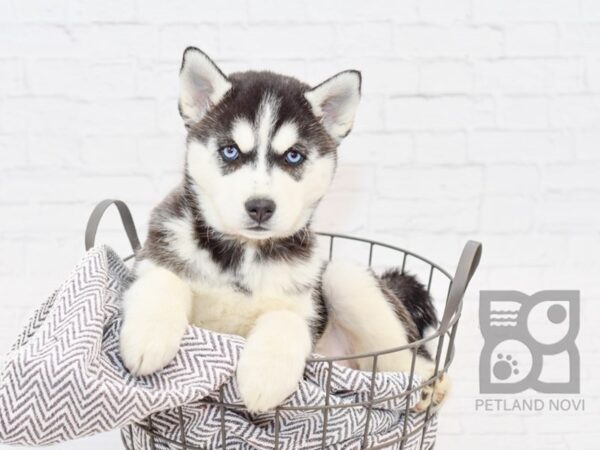 Siberian Husky DOG Female Black and White 34151 Petland Novi, Michigan