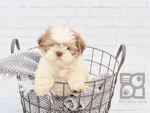 Shih Tzu-DOG-Male-Gold wh-34152-Petland Novi, Michigan