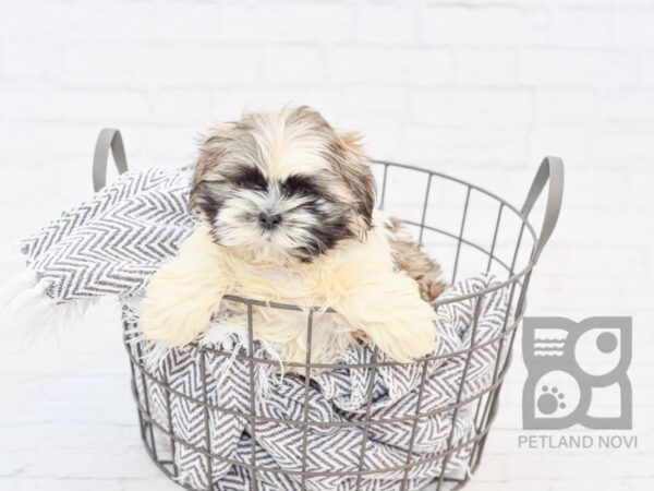 Shih Tzu-DOG-Male-Brown & White-34153-Petland Novi, Michigan