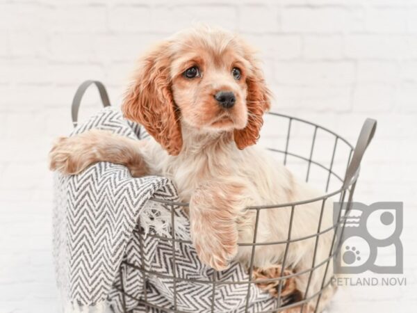 Cocker Spaniel DOG Male RED & WH 34154 Petland Novi, Michigan