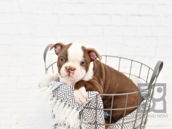 Boston Terrier DOG Female Red and White 34155 Petland Novi, Michigan