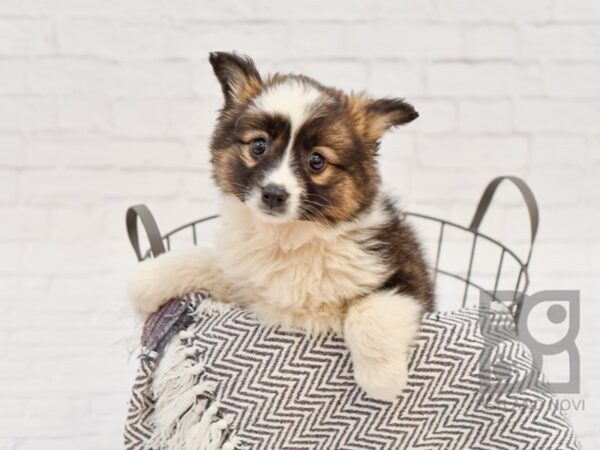 Aussie Mo DOG Female Sable White 34157 Petland Novi, Michigan