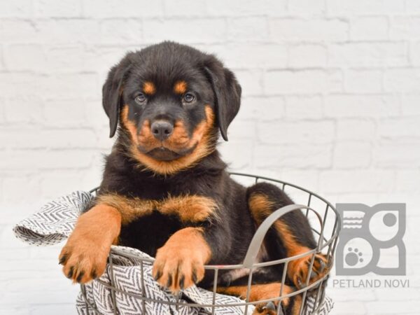 Rottweiler DOG Male Black Tan 34158 Petland Novi, Michigan