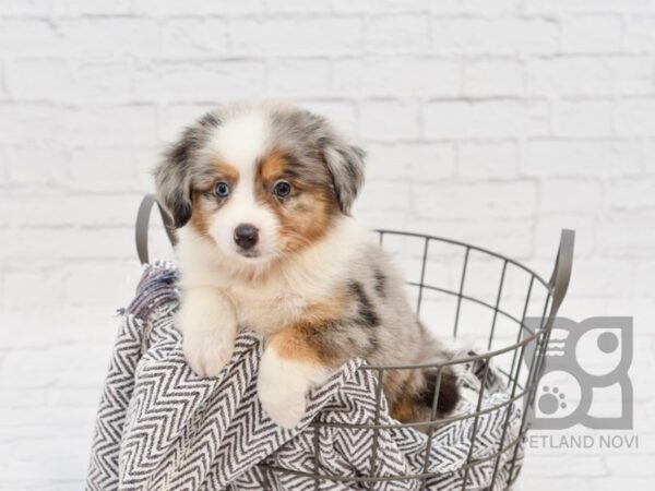 Miniature Australian Shepherd-DOG-Male-BLUE MERLE-34159-Petland Novi, Michigan