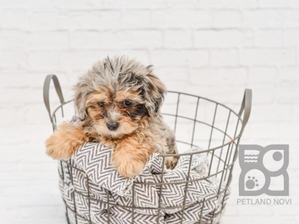 Bichon Poo DOG Female BLUE MERLE 34160 Petland Novi, Michigan