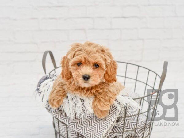 Cavachon Poo DOG Female RED 34161 Petland Novi, Michigan