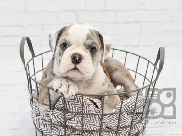 Old English Bulldog DOG Male BLUE MERLE 34162 Petland Novi, Michigan