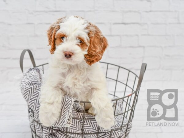 Cocka Poo DOG Male RED WHITE 34163 Petland Novi, Michigan