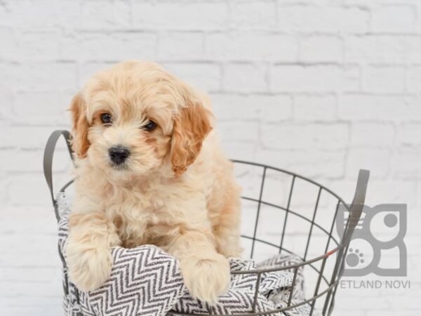 Cockadoodle DOG Female CREAM 34164 Petland Novi, Michigan