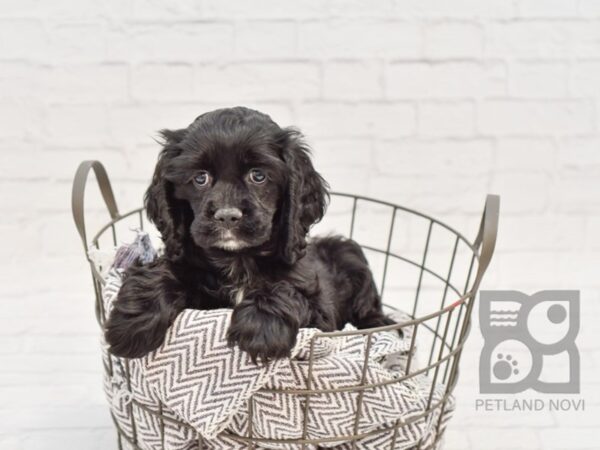 Cocker Spaniel-DOG-Female-BLK-34165-Petland Novi, Michigan