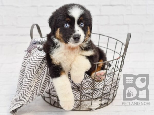 Miniature Australian Shepherd-DOG-Male-BLK TRI-34166-Petland Novi, Michigan