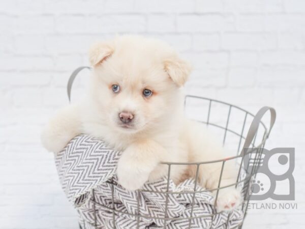 Pomsky DOG Male CREAM WHITE 34167 Petland Novi, Michigan