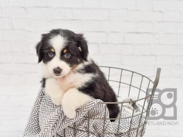 Miniature Australian Shepherd-DOG-Female-BLACK TRI-34168-Petland Novi, Michigan