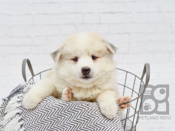 Mini Husky-DOG-Male-CREAM WHITE-34169-Petland Novi, Michigan