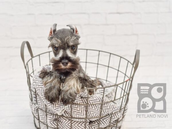 Miniature Schnauzer-DOG-Male-SALT PEPPER-34170-Petland Novi, Michigan