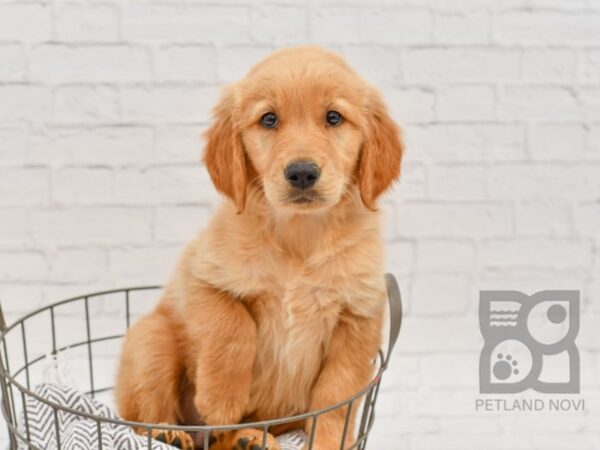 Golden Retriever-DOG-Male-Golden-34171-Petland Novi, Michigan