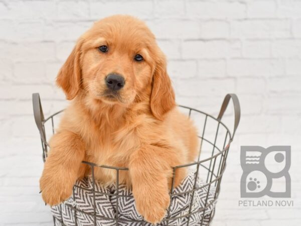 Golden Retriever-DOG-Female-Golden-34172-Petland Novi, Michigan