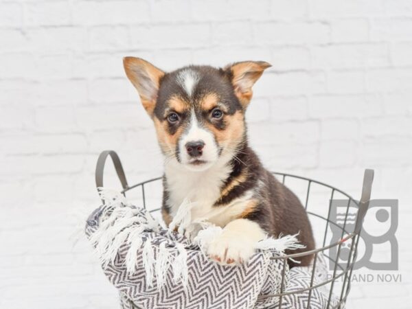 Pembroke Welsh Corgi DOG Male Tri 34173 Petland Novi, Michigan