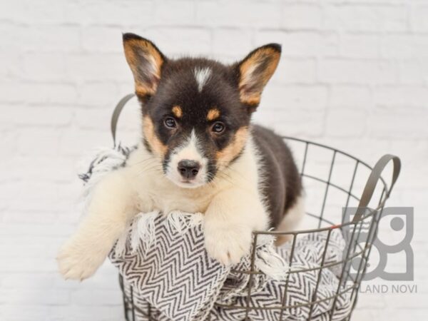 Pembroke Welsh Corgi-DOG-Male-Tri-34174-Petland Novi, Michigan