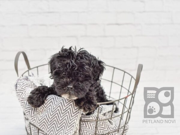 F2 MINI GOLDENDOODLE DOG Female Black & White 34175 Petland Novi, Michigan