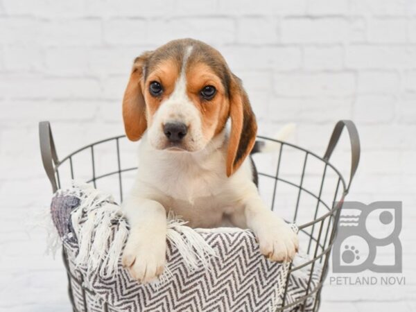 Beagle-DOG-Male-Tri-34176-Petland Novi, Michigan