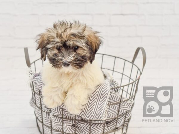 Coton De Tulear DOG Male Brindle & White 34178 Petland Novi, Michigan