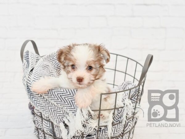 Pomchon DOG Female CHOC WHITE 34179 Petland Novi, Michigan