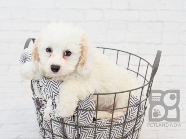 Cavachon DOG Male BLENHEIM 34180 Petland Novi, Michigan