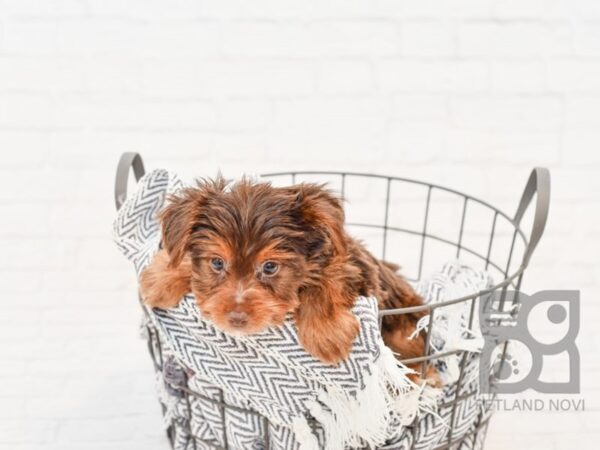 Yorkshire Terrier-DOG-Female-BLK TAN-34181-Petland Novi, Michigan