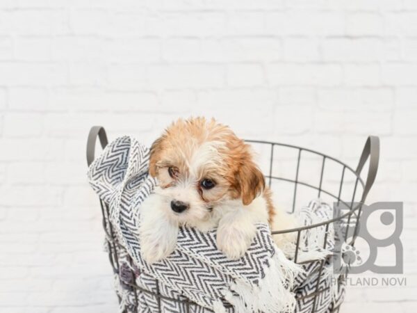 Morkie DOG Female brown white 34182 Petland Novi, Michigan