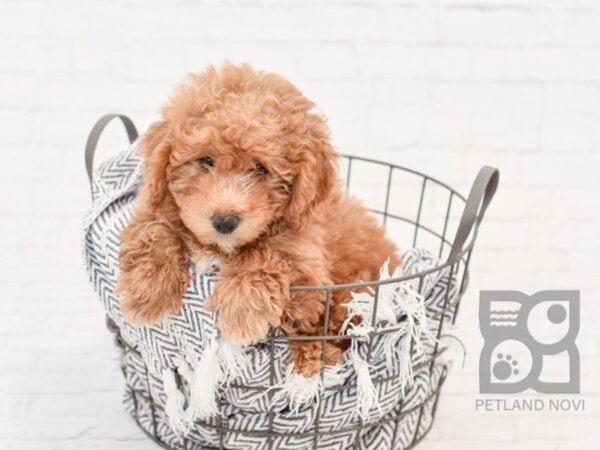 Miniature Poodle DOG Female RED 34183 Petland Novi, Michigan