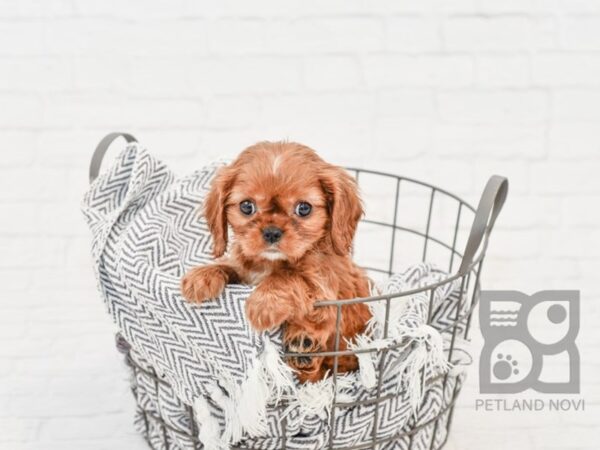 Cavalier King Charles Spaniel DOG Male RUBY 34184 Petland Novi, Michigan