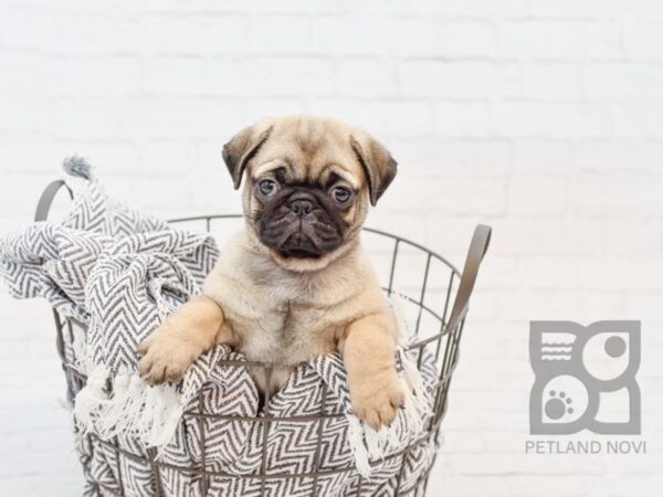 Pug DOG Female Fawn 34185 Petland Novi, Michigan