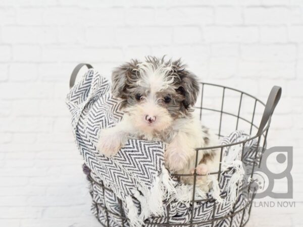 Maltipoo DOG Male BLUE MERLE 34186 Petland Novi, Michigan