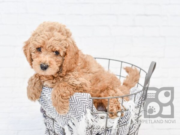 Cockadoodle DOG Male RED 34187 Petland Novi, Michigan