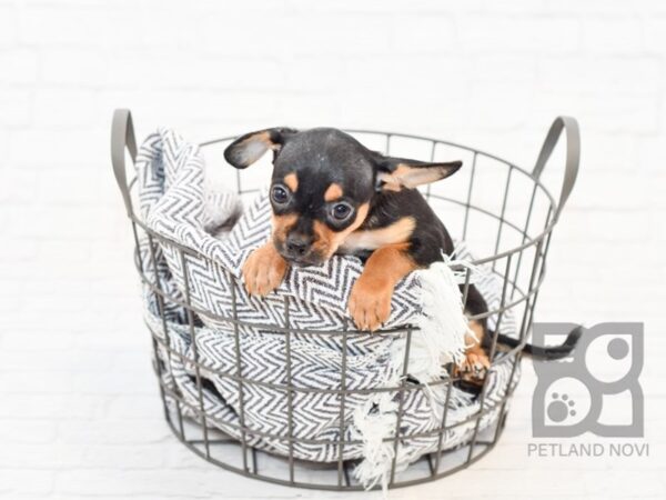 Chihuahua DOG Male BLK TAN 34188 Petland Novi, Michigan