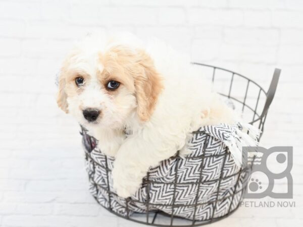 Cavachon DOG Male BLENHEIM 34189 Petland Novi, Michigan