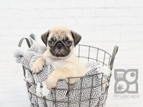 Pug DOG Female FAWN 34190 Petland Novi, Michigan