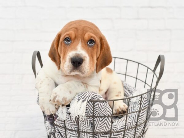 Walrus DOG Male Fawn & White 34191 Petland Novi, Michigan