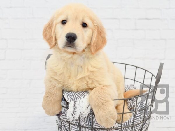 Golden Retriever-DOG-Female-Gold-34192-Petland Novi, Michigan
