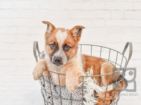 Red Heeler Mix-DOG-Male-Brown Tri-34193-Petland Novi, Michigan