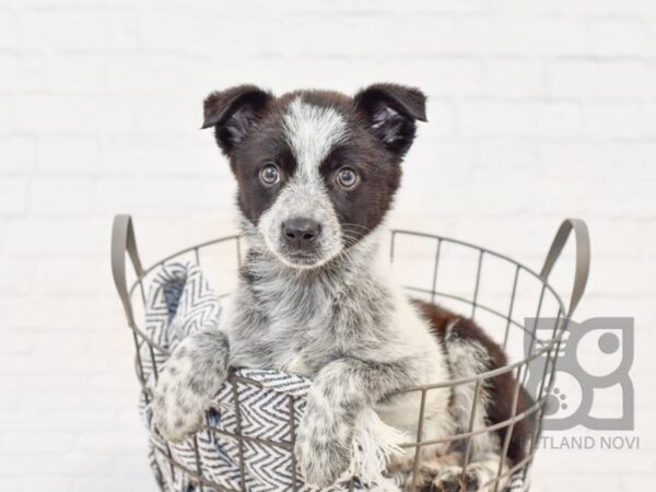 Red Heeler Mix DOG Female Black Tri 34194 Petland Novi, Michigan