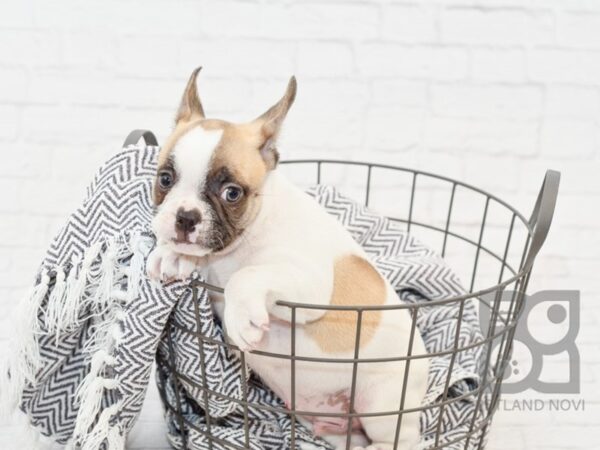 French Bulldog DOG Male Choc-Fawn Piebald 34195 Petland Novi, Michigan